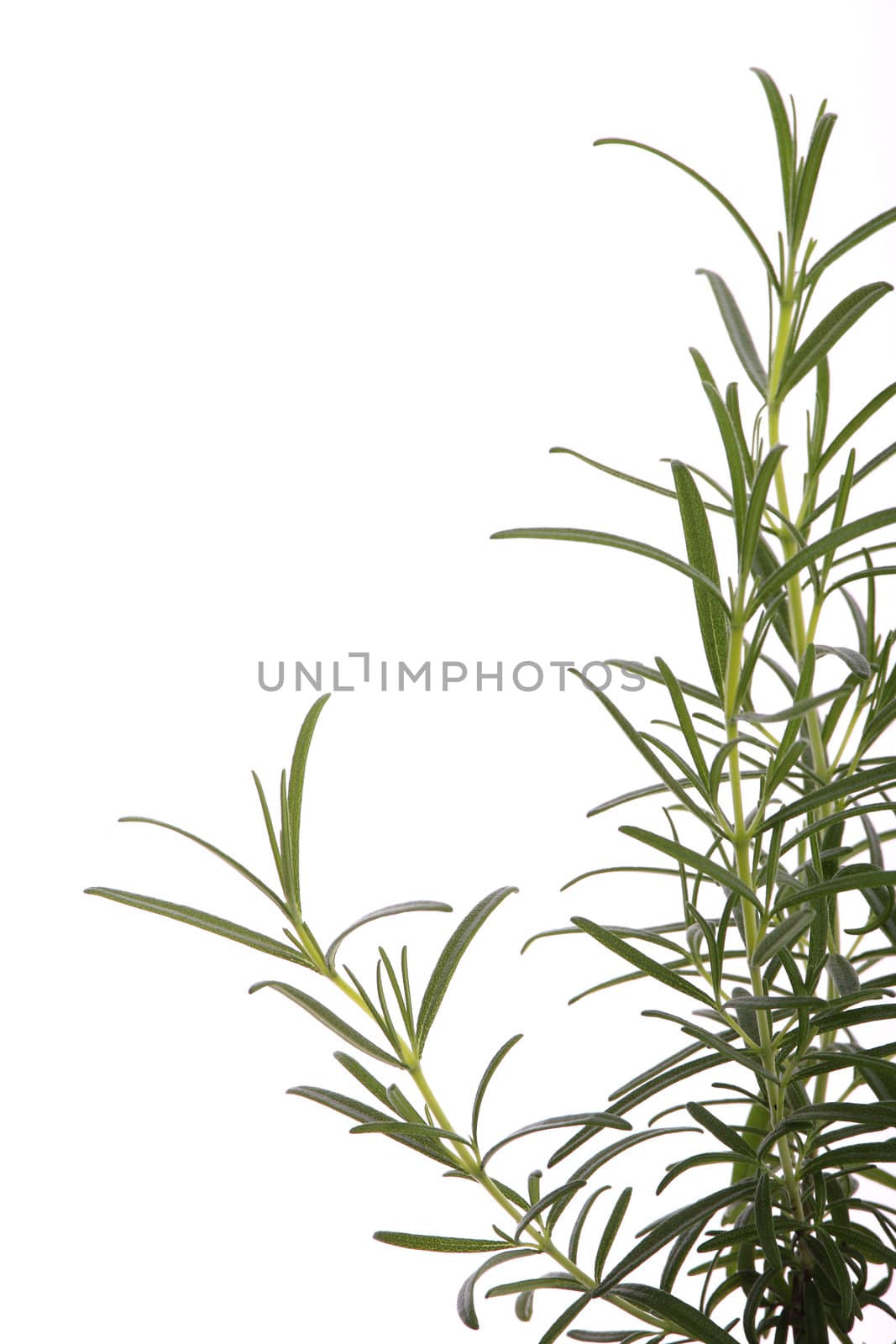 Fresh and healthy rosemary (rosmarinus officinalis) isolated on white background