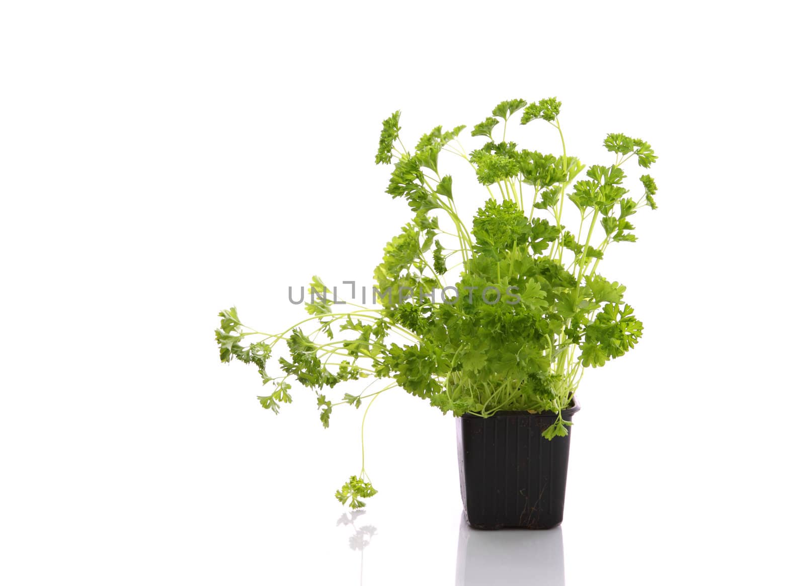 Fresh and tasty Parsley (Petroselinum crispum) isolated on white background