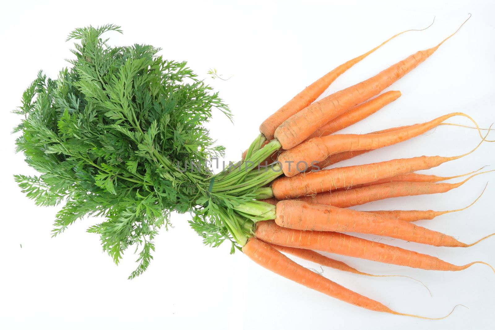 Fresch carrot by BDS