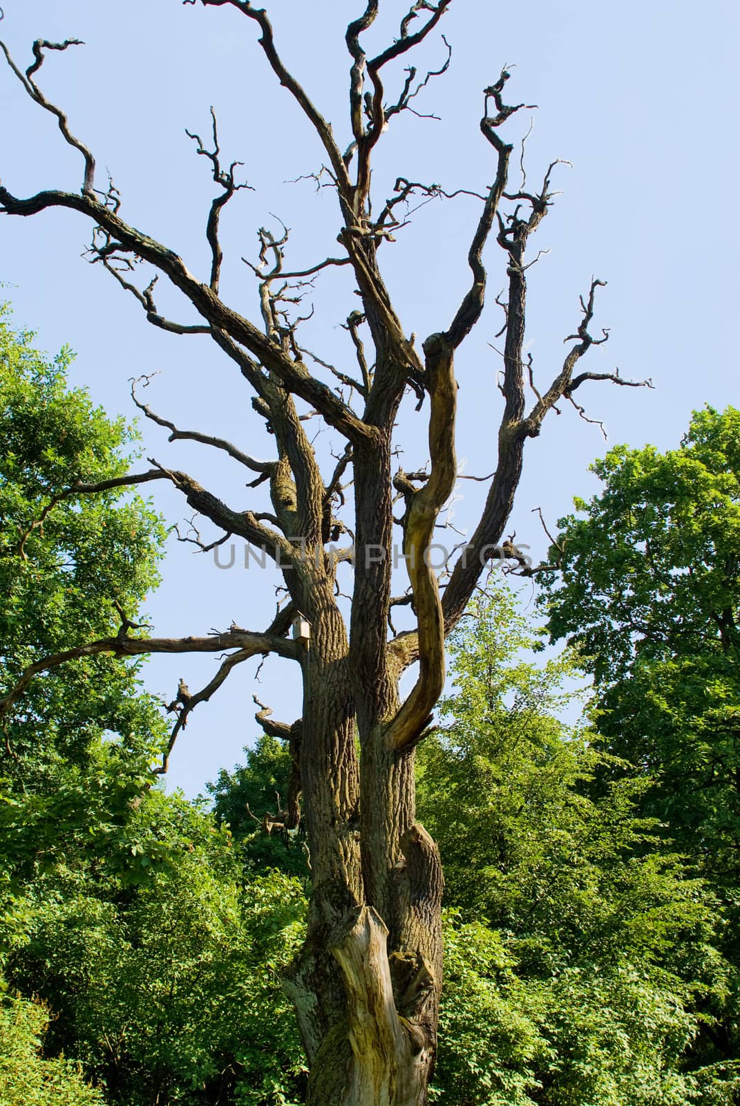 Dead tree against green wood and the blue sky