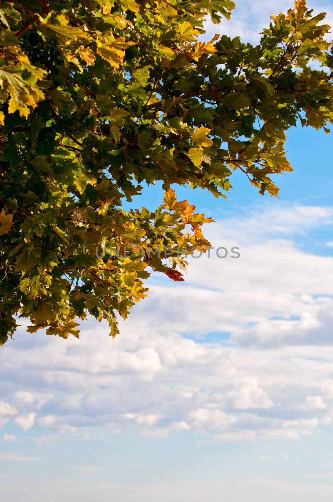 Oak tree in autumn colors against a blue sky with some clouds.