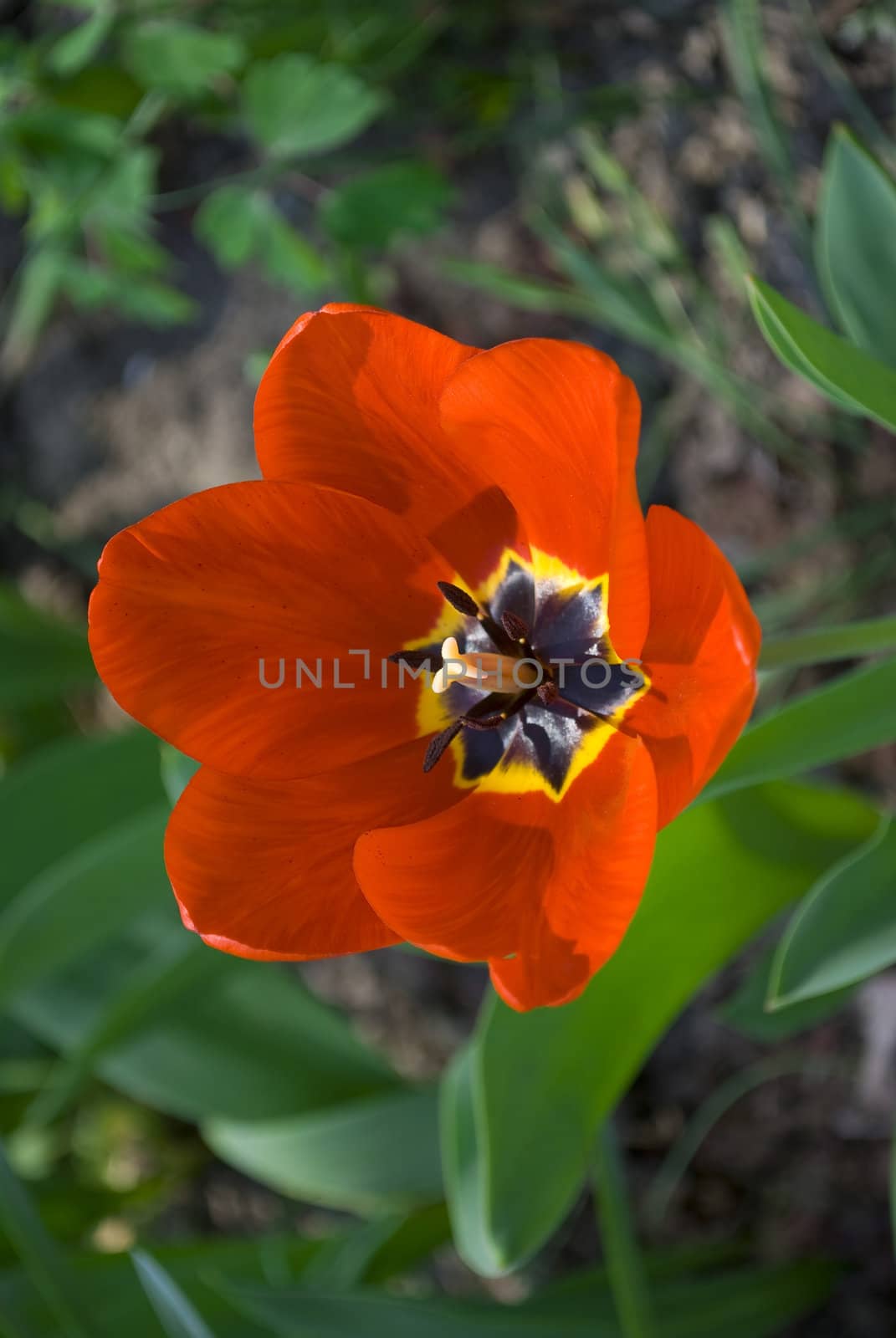 red tulip in green garden