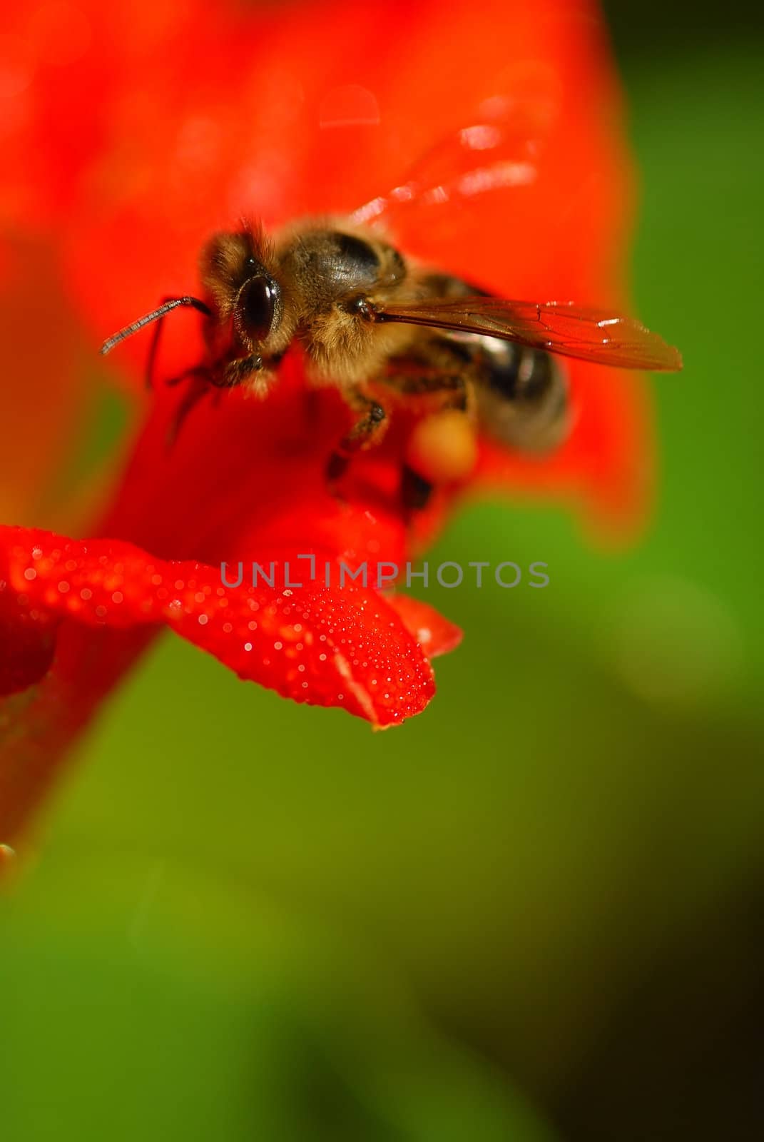 Bee working on nasturtium flower. Eye and wing of insect in focus.