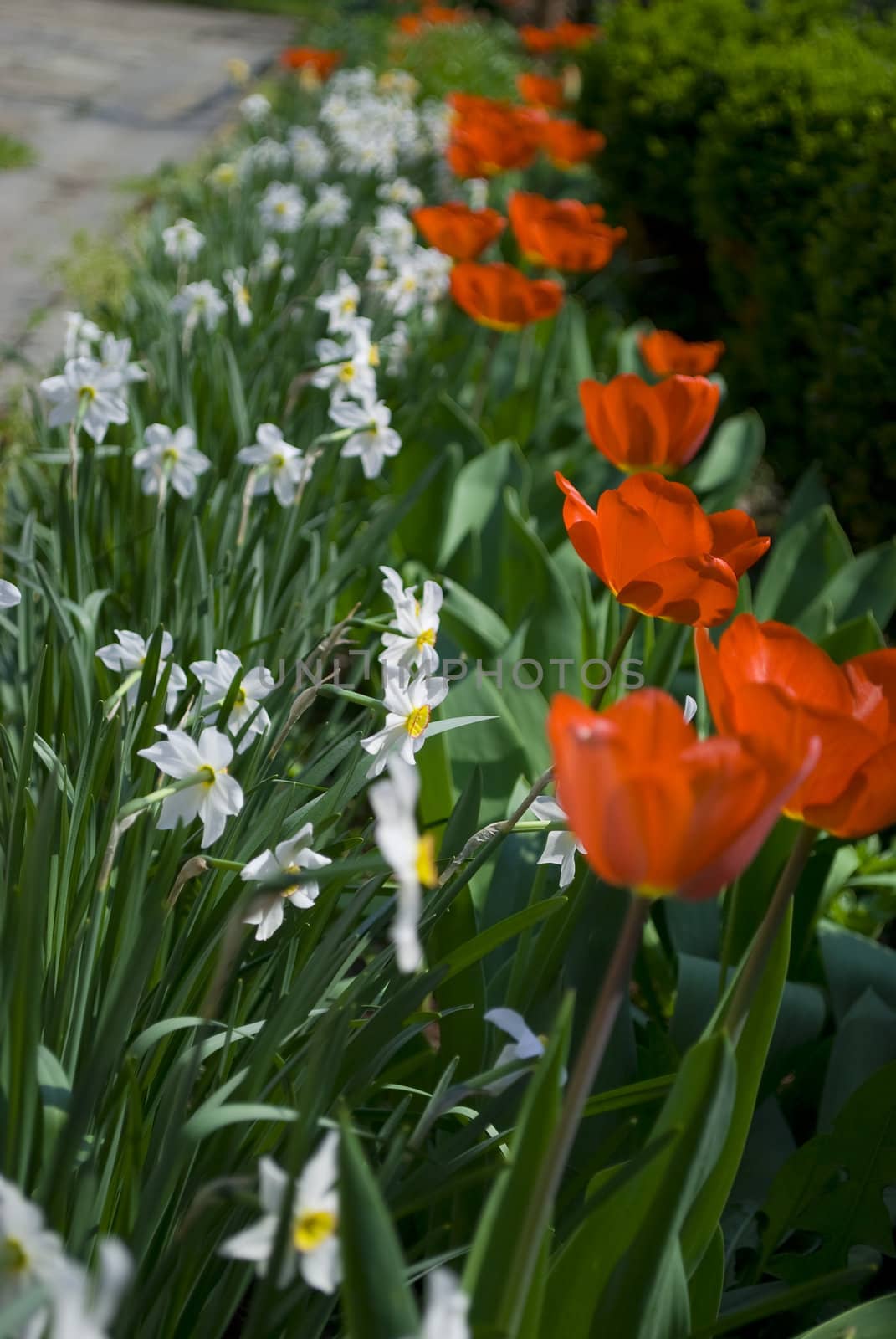 red tulips in green garden