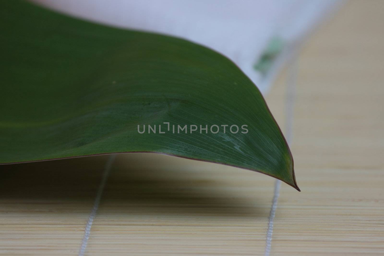 Tropical Spa background (green leaf, white flowers, oil)