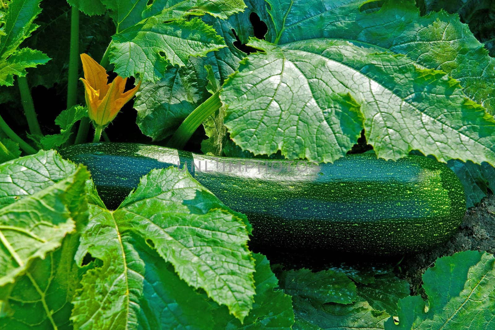 A courgette in the garden