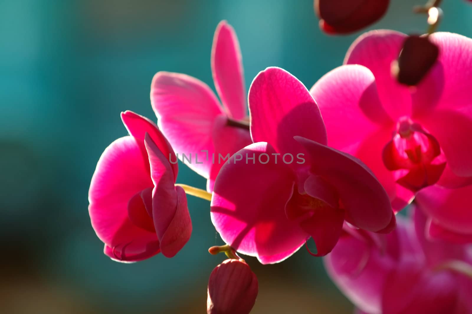 A close up shot of pink orchid