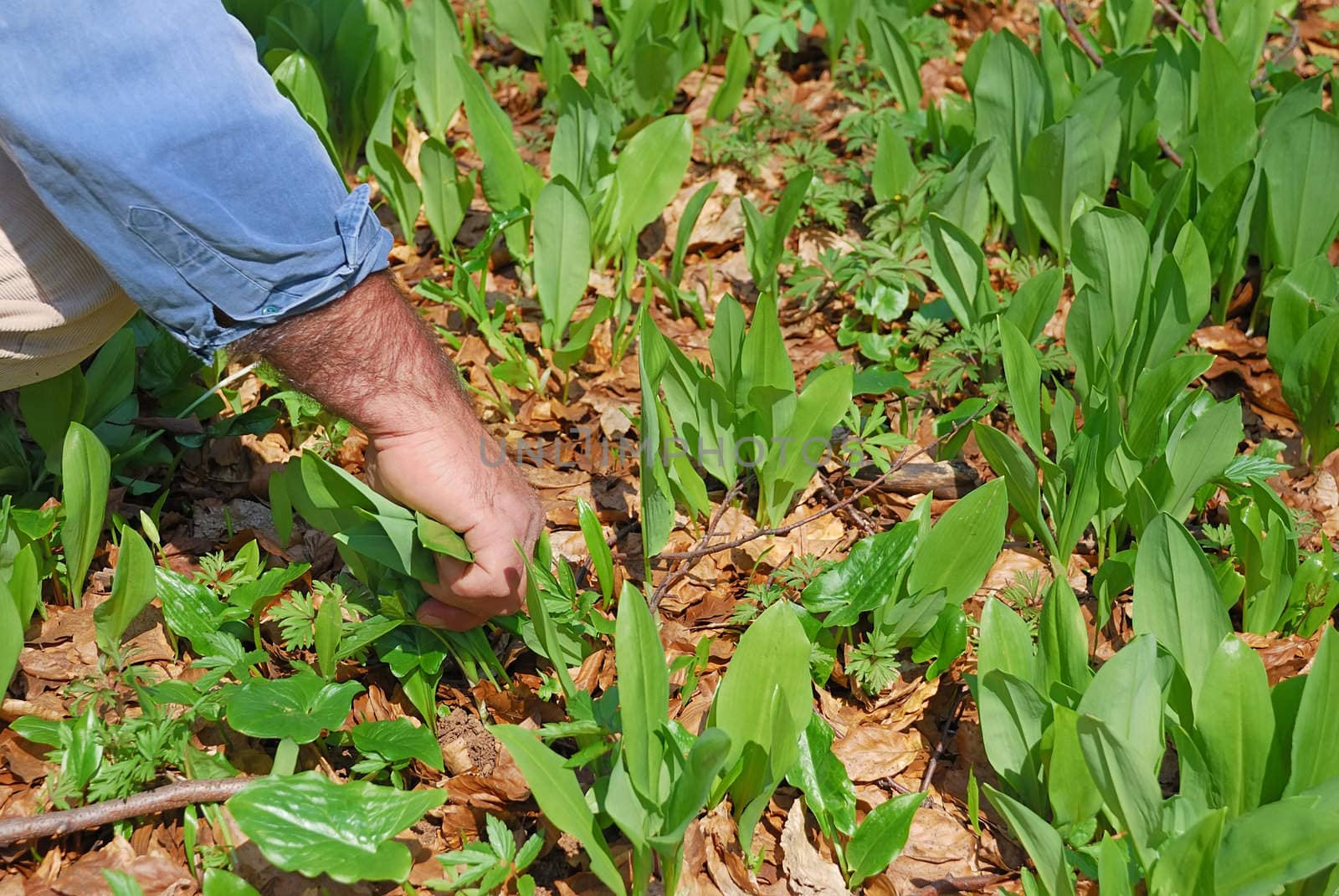 Picking bear's garlic by whitechild