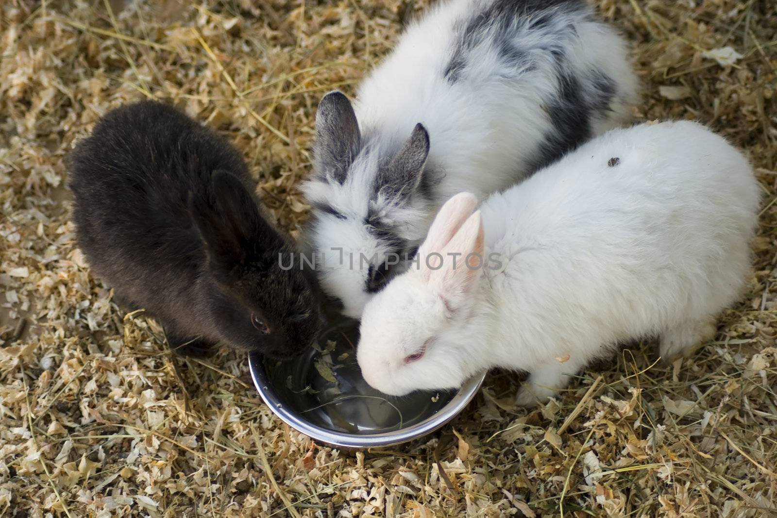 Three rabbits by Koufax73