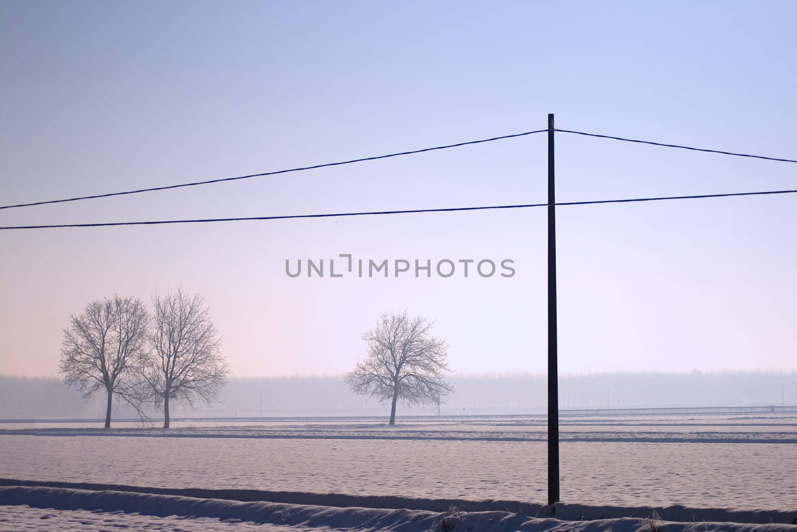 Landscape of snow, trees and a light pole