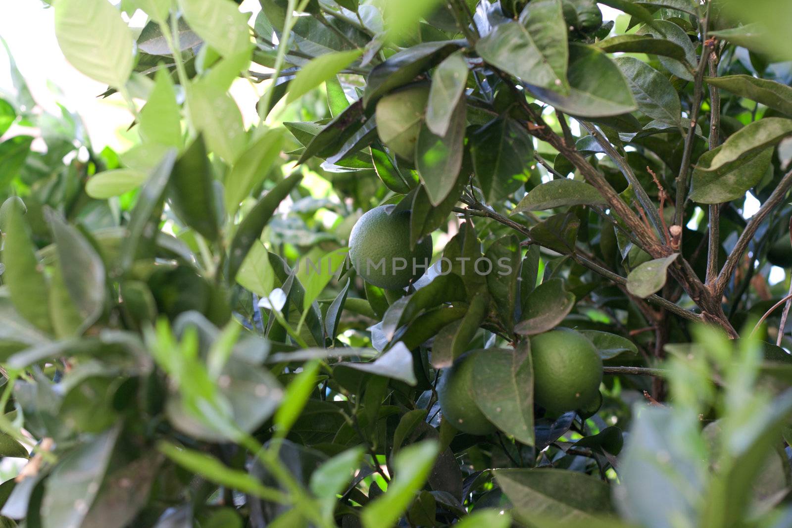 Lemon tree, green lemons, sheet, sunny, summer