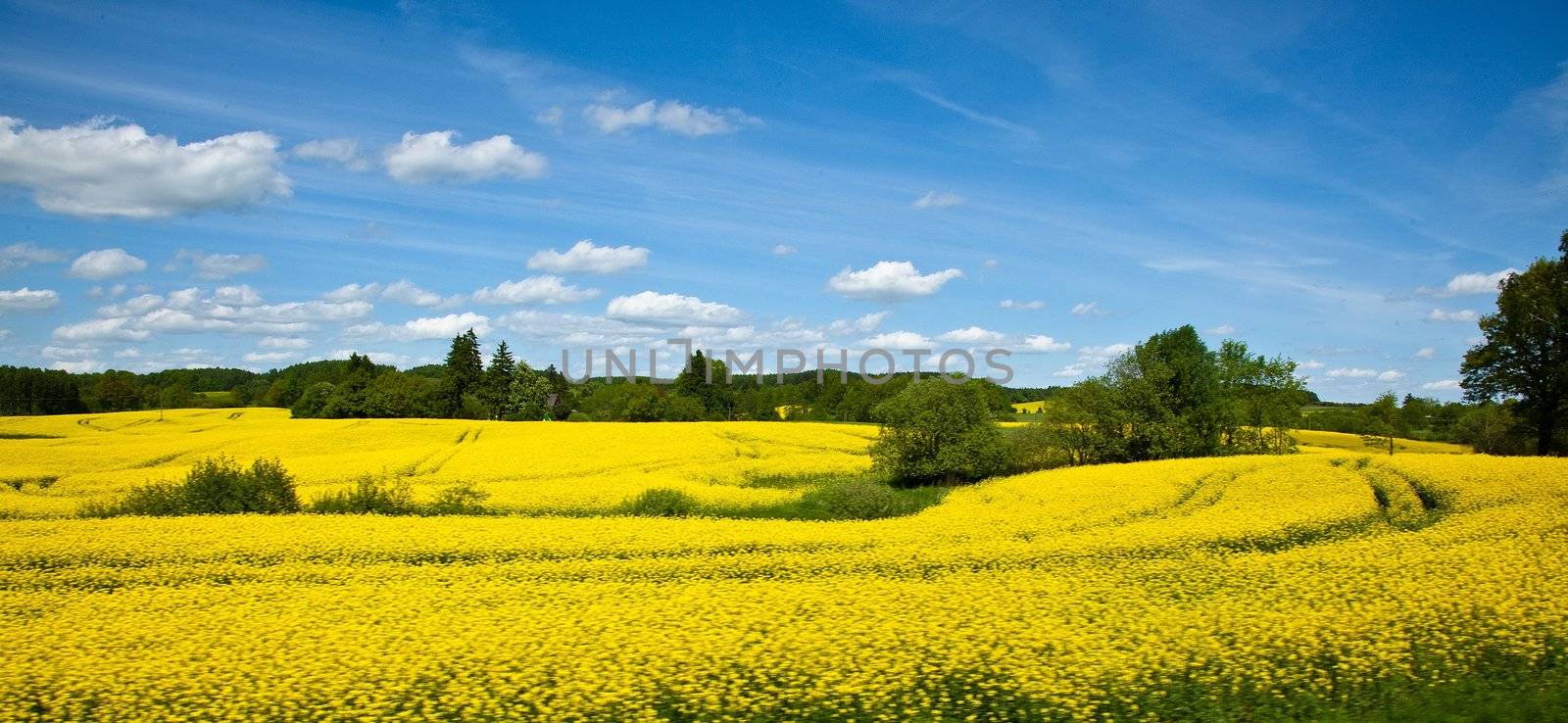 Yellow field of blooming canola in Greater Poland