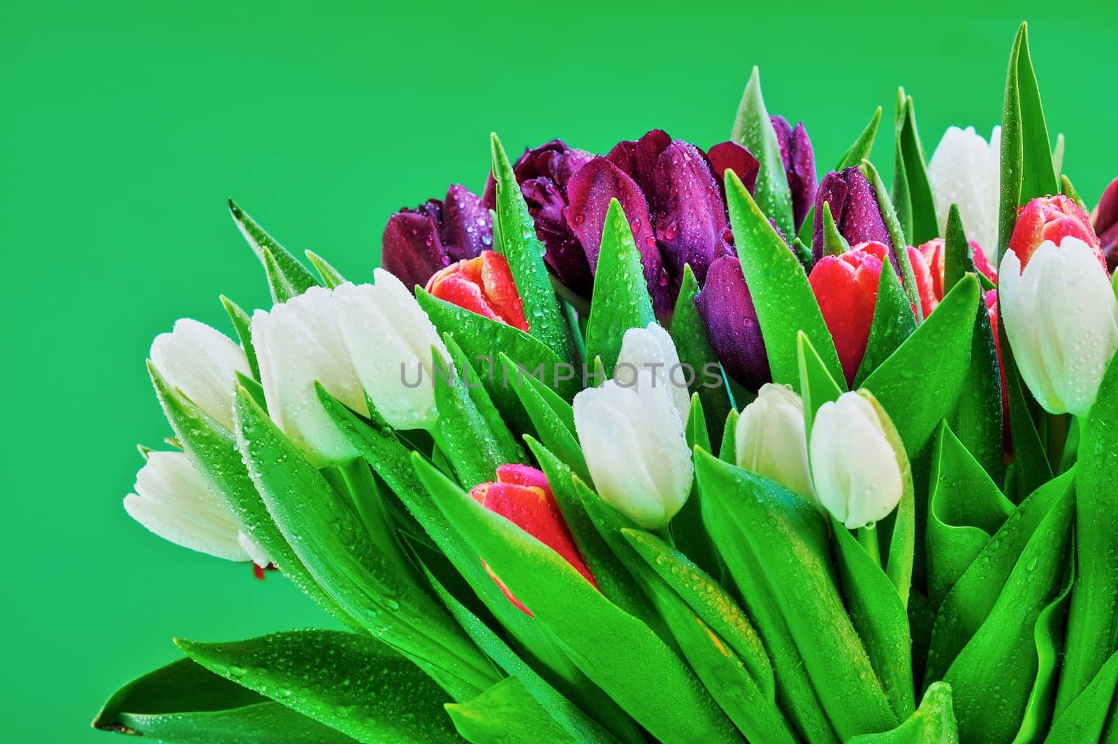 A variety of shades in colorful bouquet of tulips