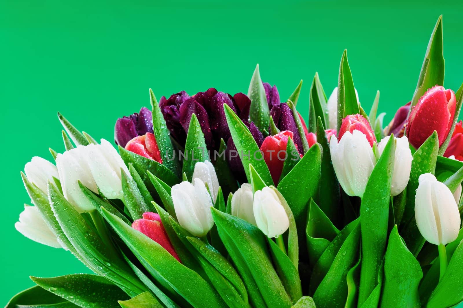 Large drops of dew in a beautiful bouquet of tulips