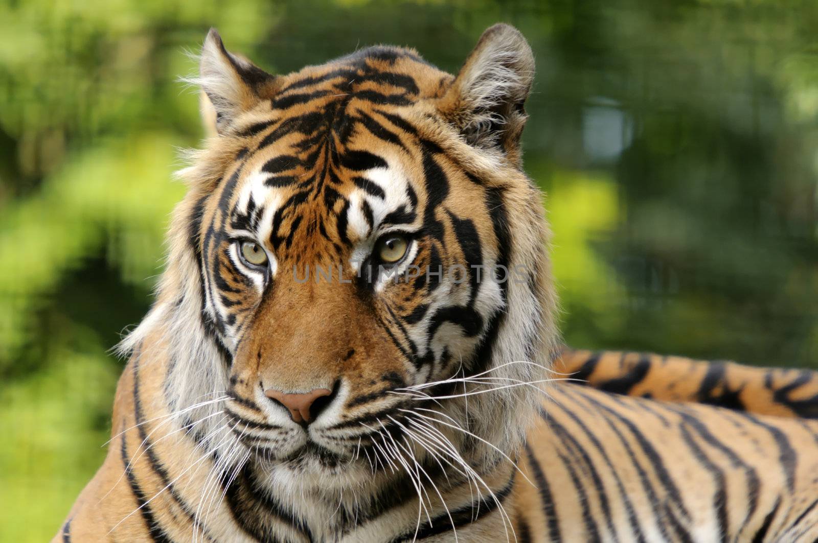 Closeup of Sumatran Tiger (Panthera tigris sumatrae)
