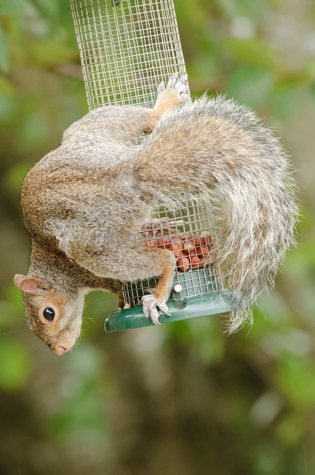 Grey squirrel (Sciurus carolinensis) eating nuts from bird feeder