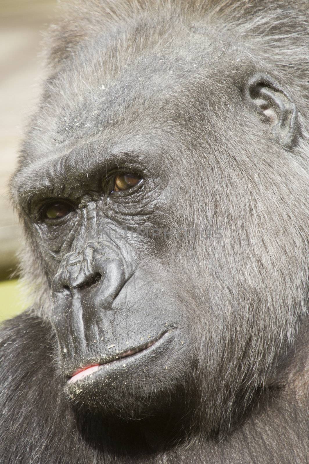 Head shot of male Gorilla - portrait orientation