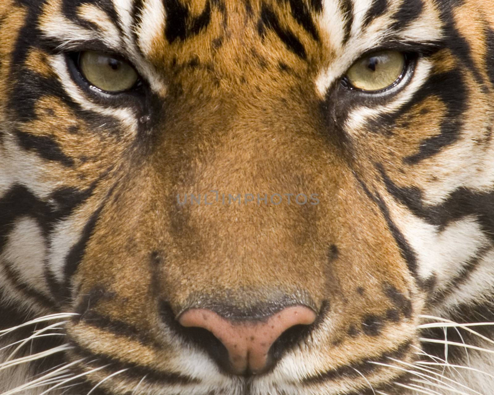 Sumatran Tiger (panthera tigris sumatrae) looking at viewer