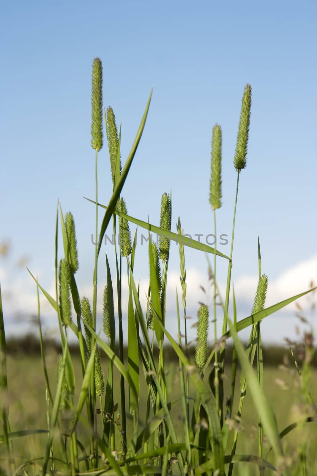 Photo of a green grass against the sky