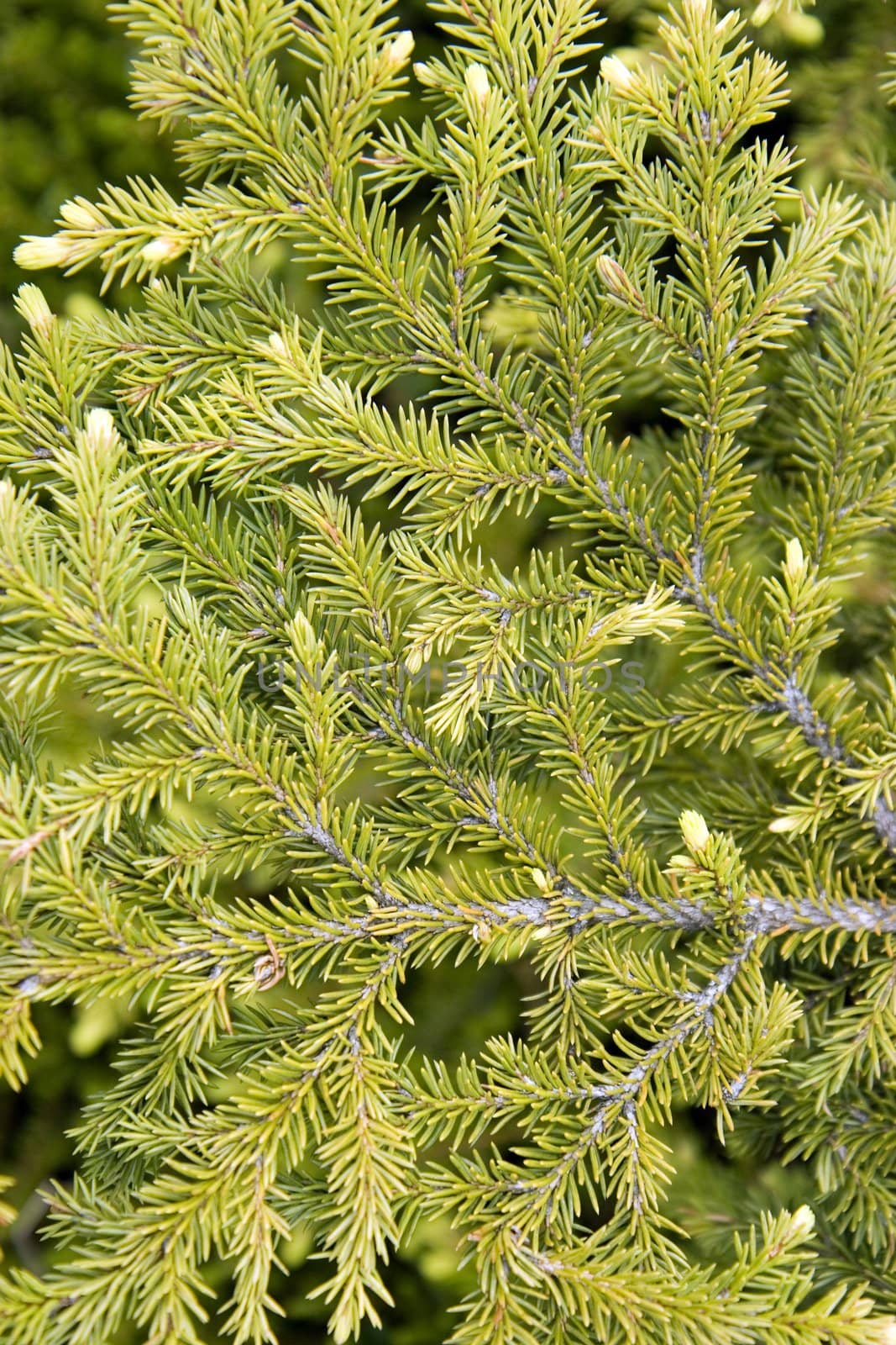 Photo of a green fur-tree branch closeup