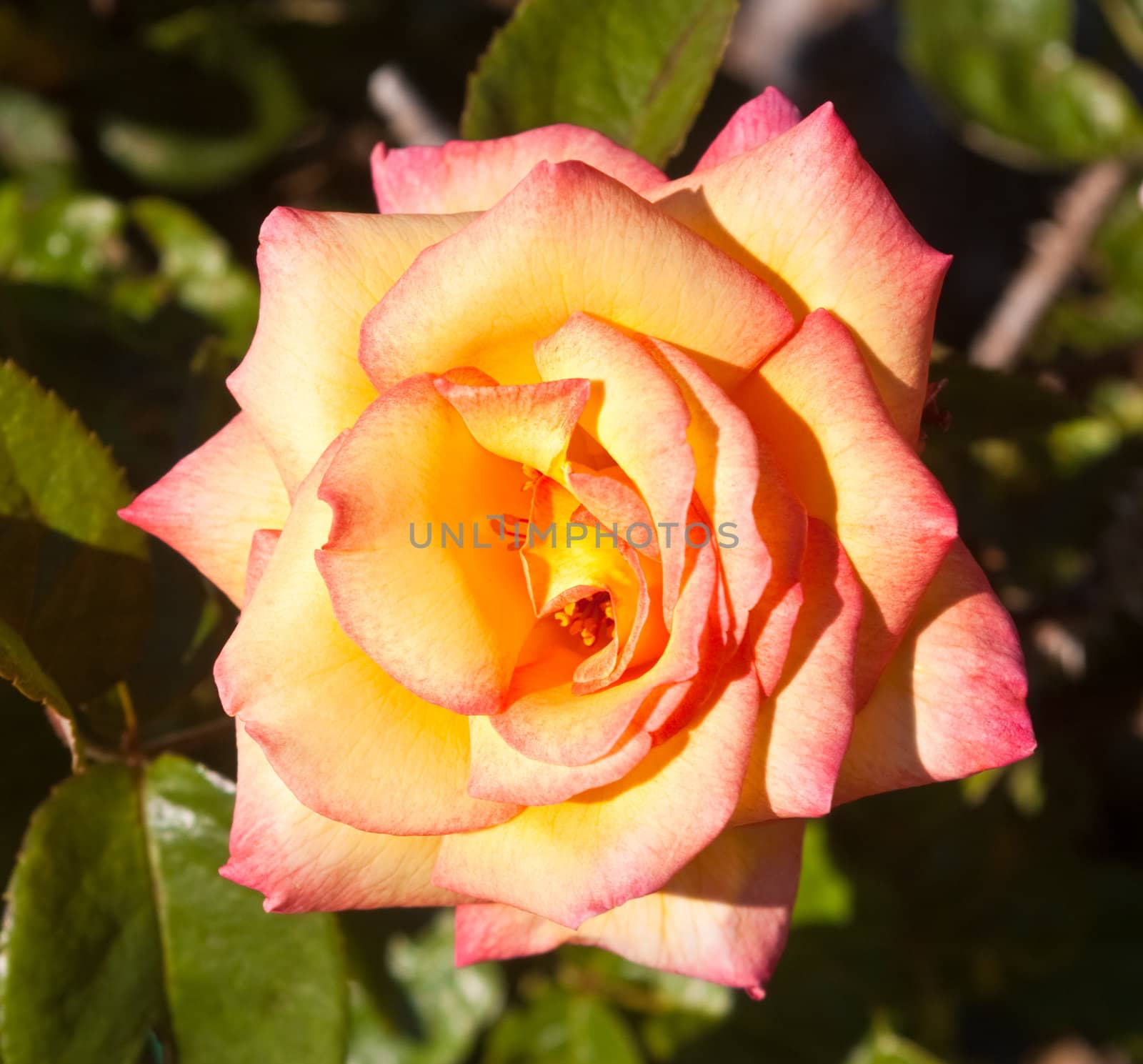 Close up of a variegated yellow and pink rose.  Palma Sola Botanical Garden