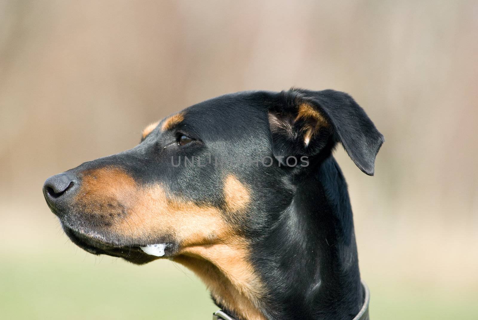 a portrait of a black doberman with a natural background