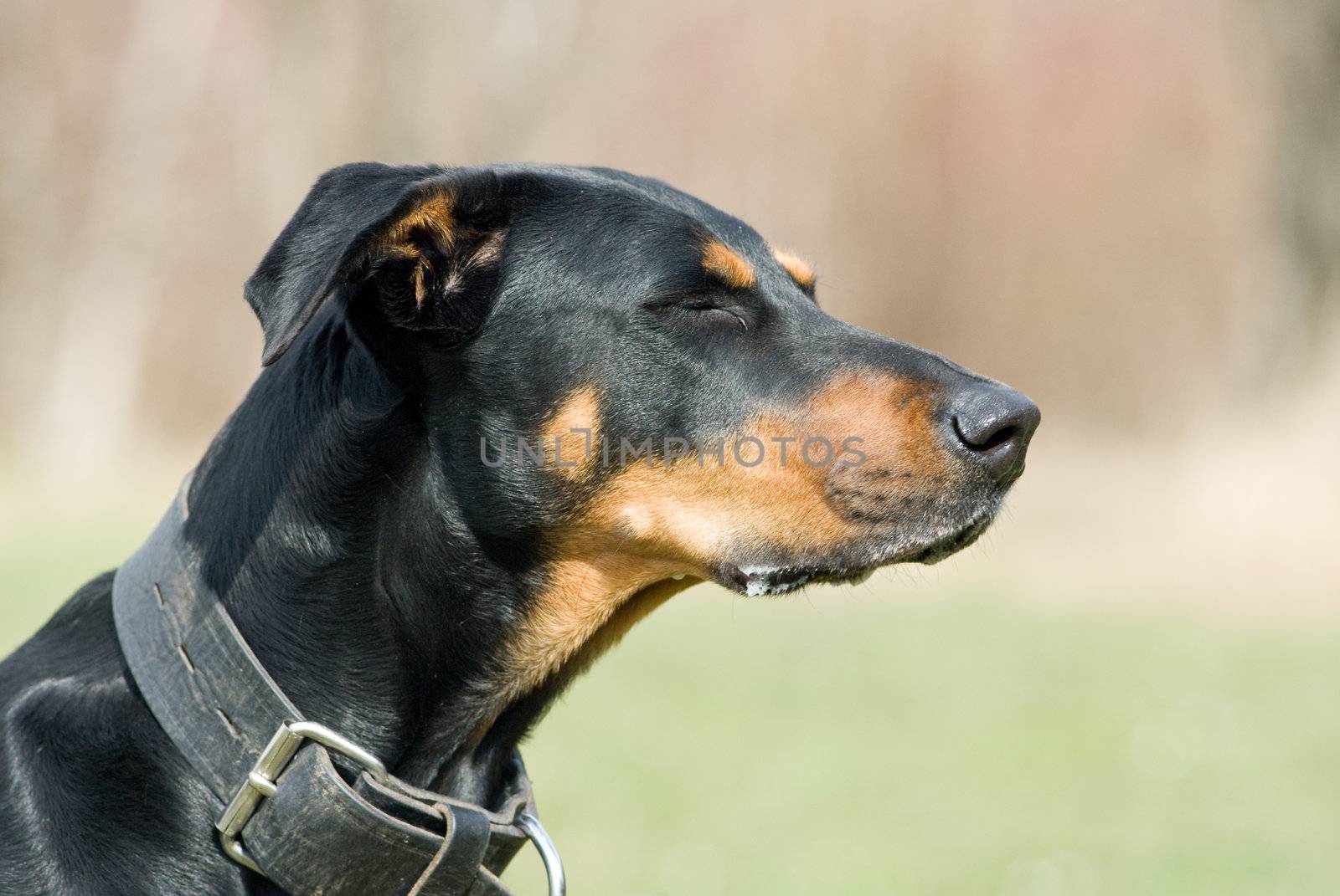 a portrait of a black doberman daydreaming with closed eyes