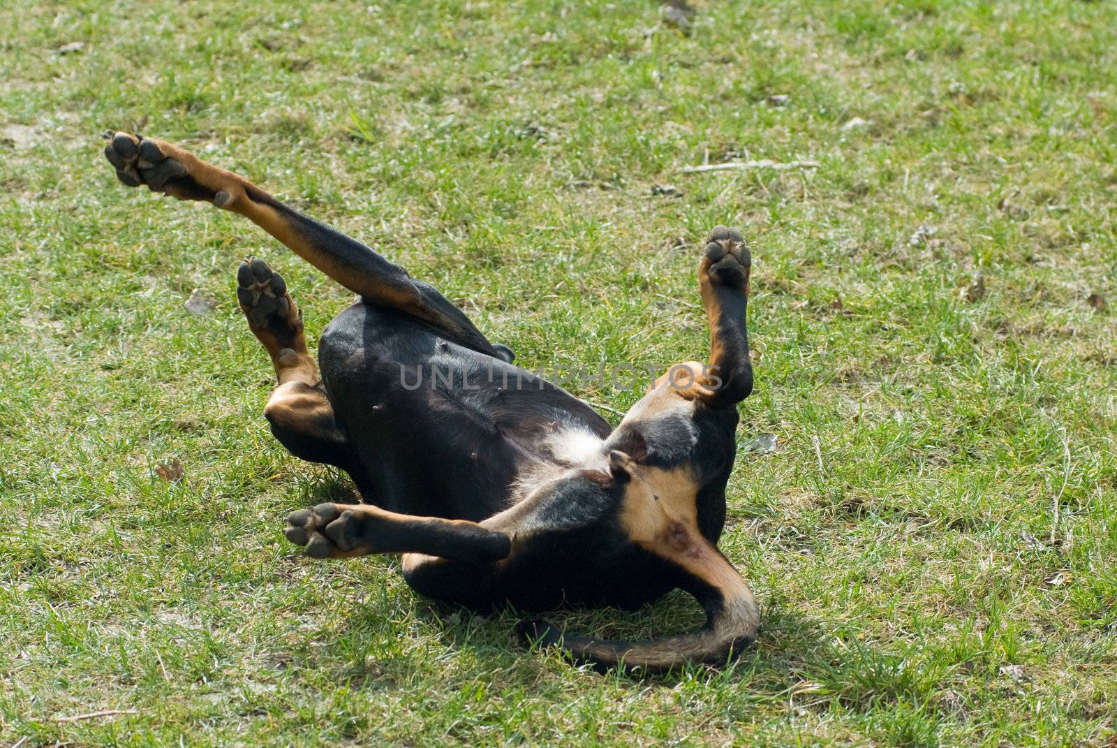 a black doberman rolling in the lawn