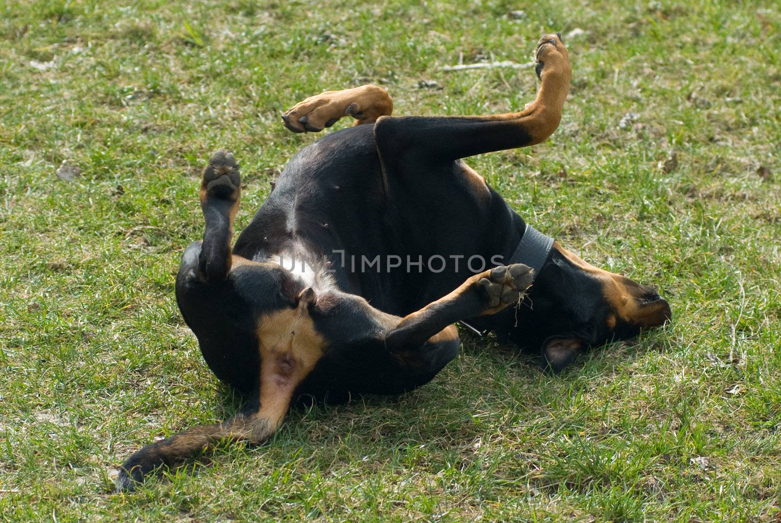 a black doberman rolling in the lawn