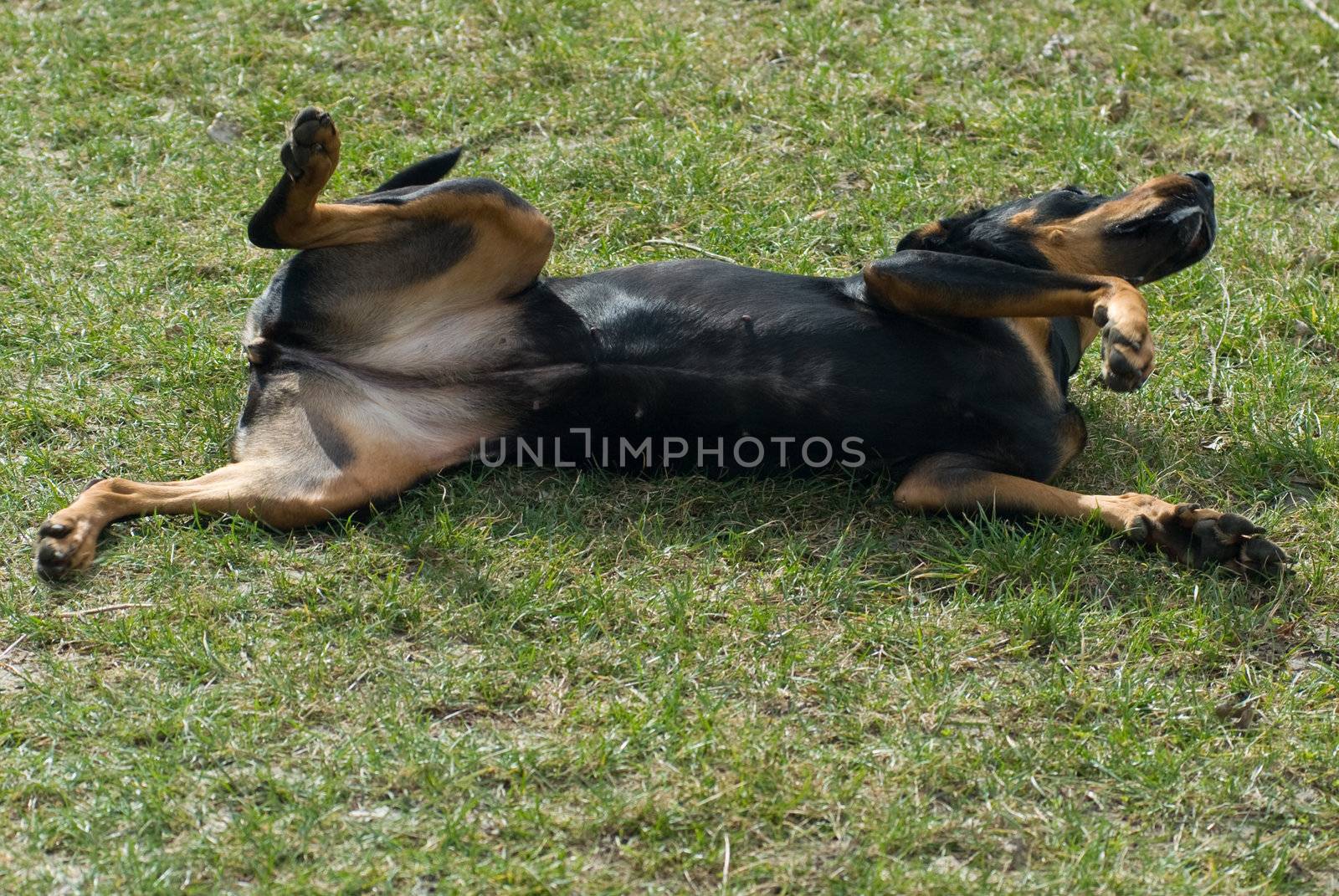 a black doberman rolling in the lawn