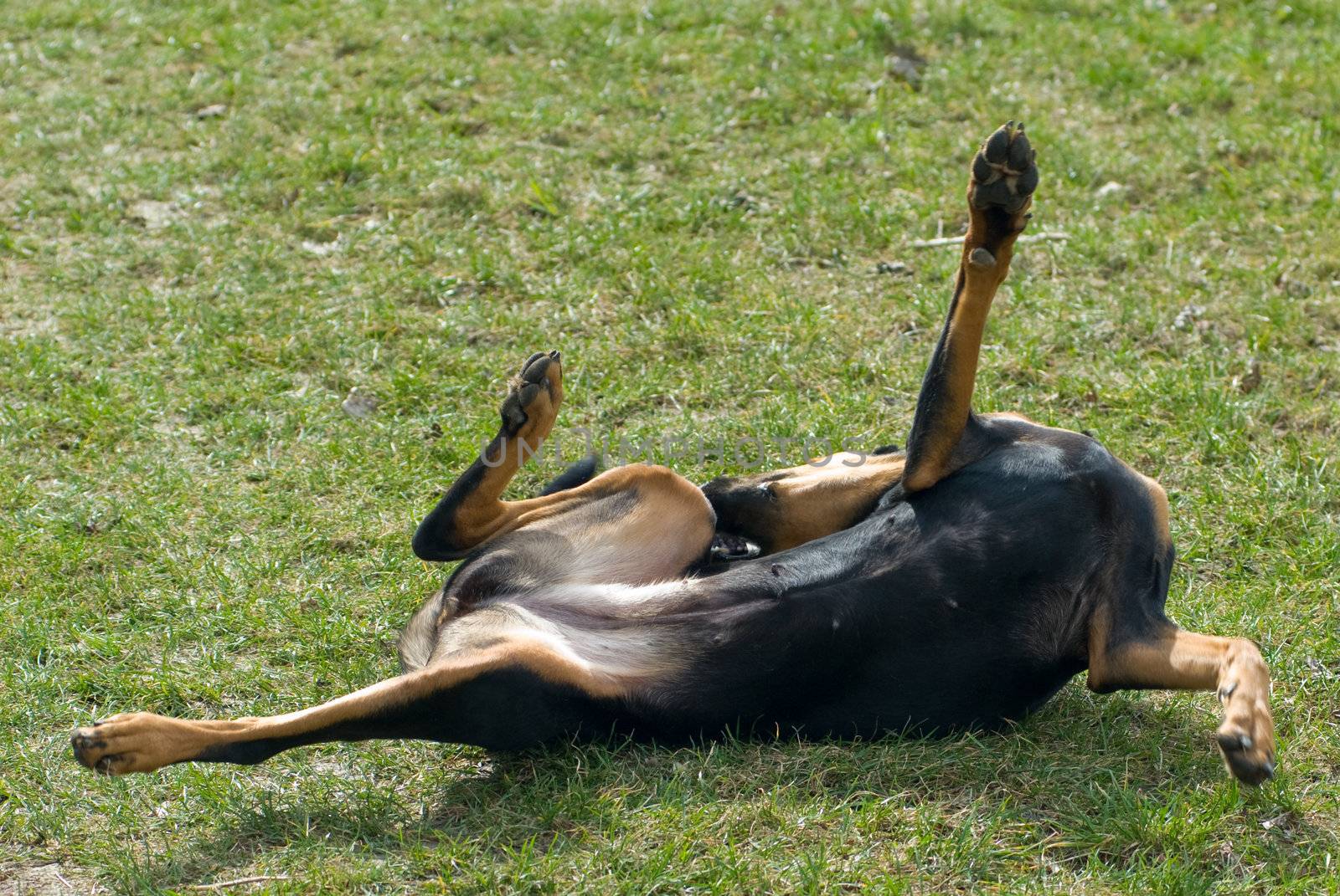 a black doberman rolling in the lawn