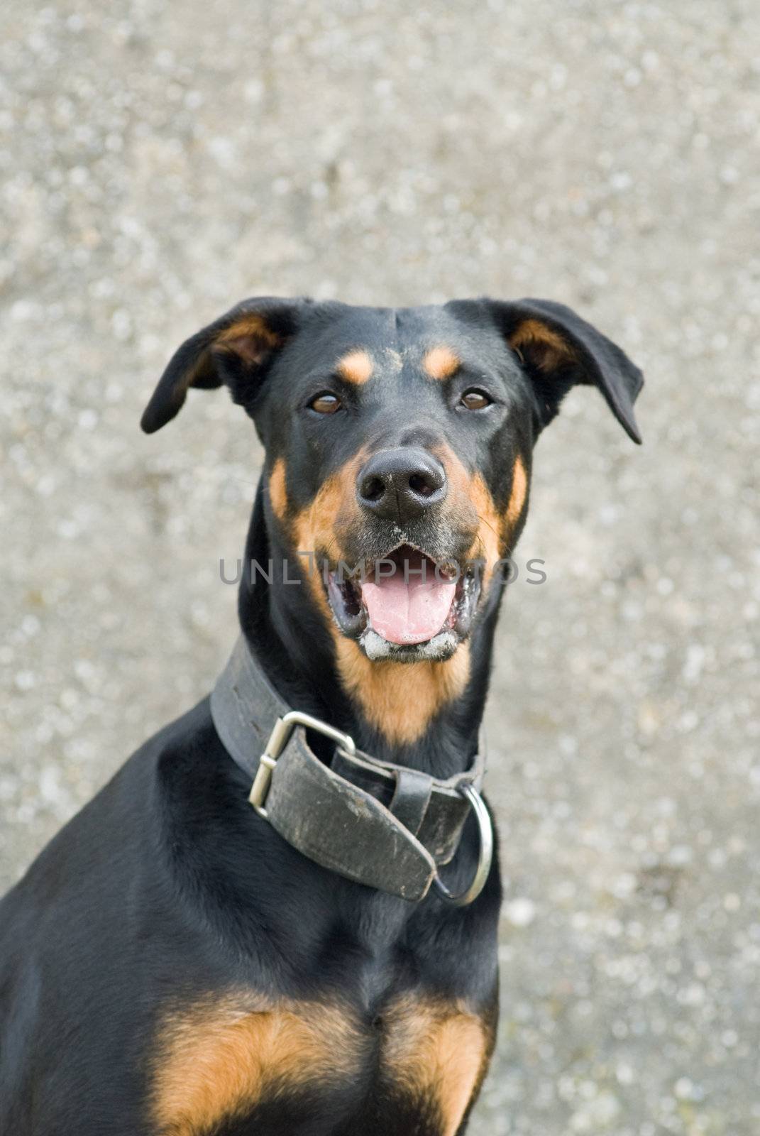 a portrait of a black doberman looking cheeky in the camera