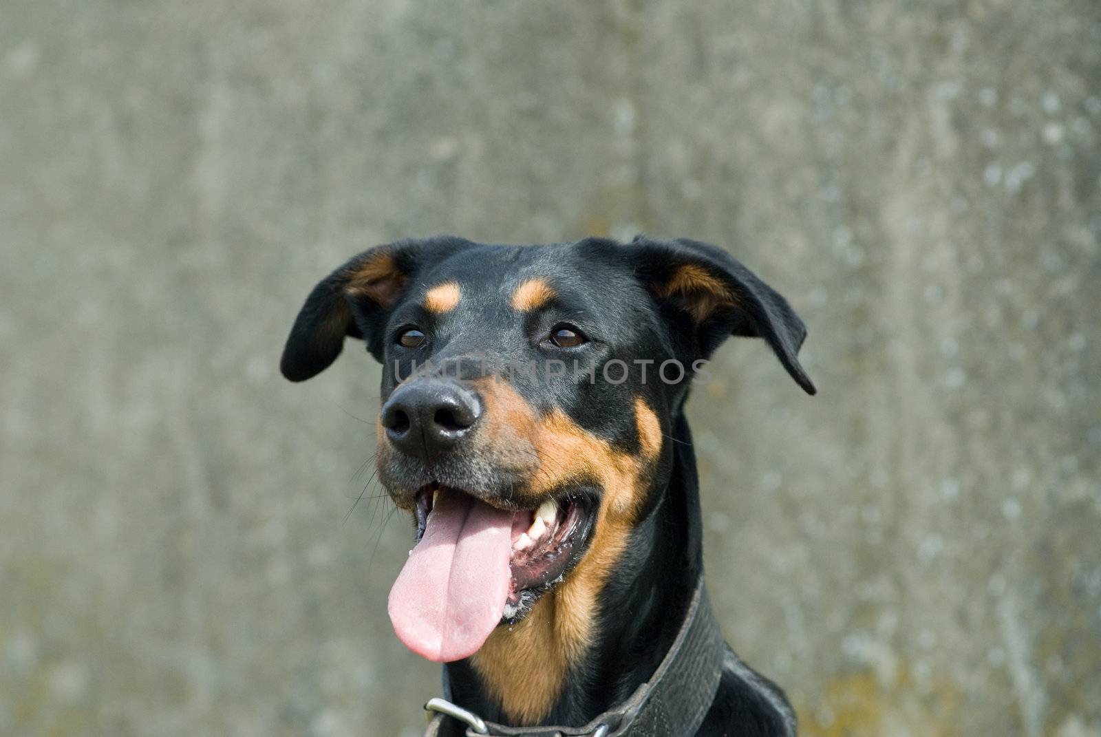 a portrait of a black doberman looking cheeky at something distant