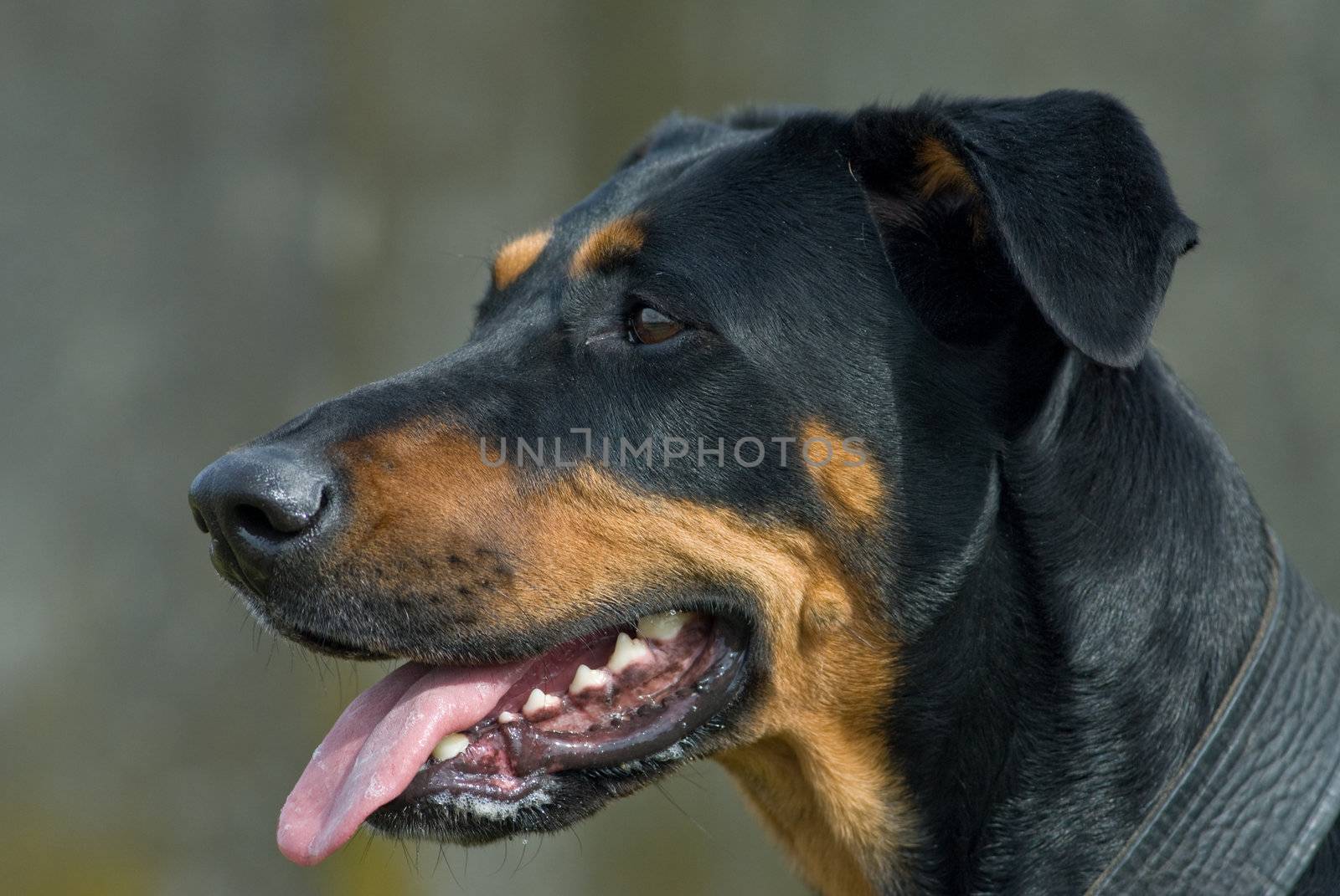 a portrait of a black doberman looking at something distant