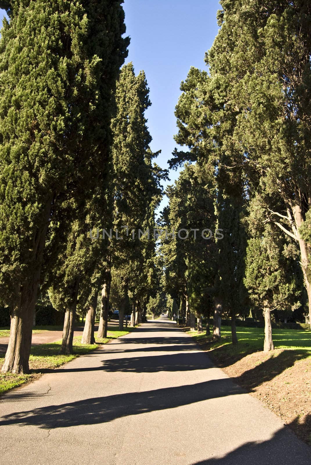 famous roman road with cypress trees on either side