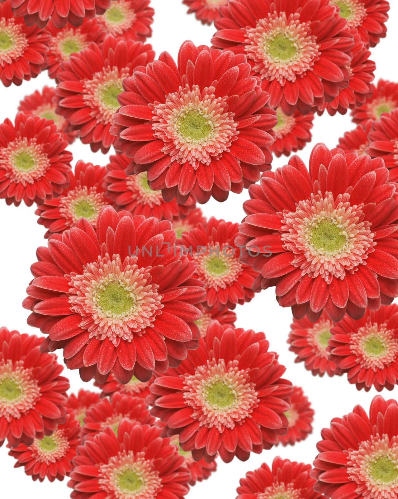 Various Sized and Depth of Falling Red Gerber Daisies.