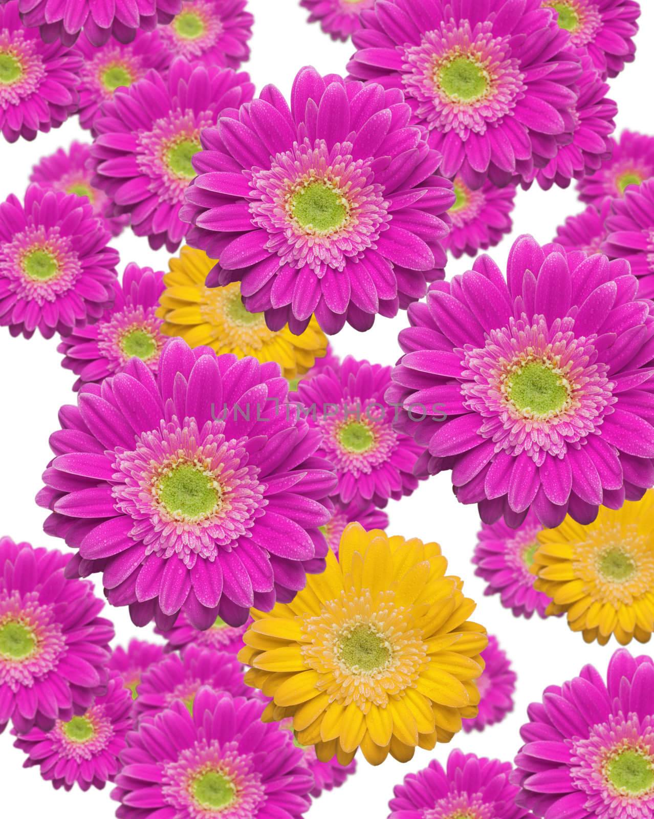 Magenta and Yellow Falling Gerber Daisies by Feverpitched