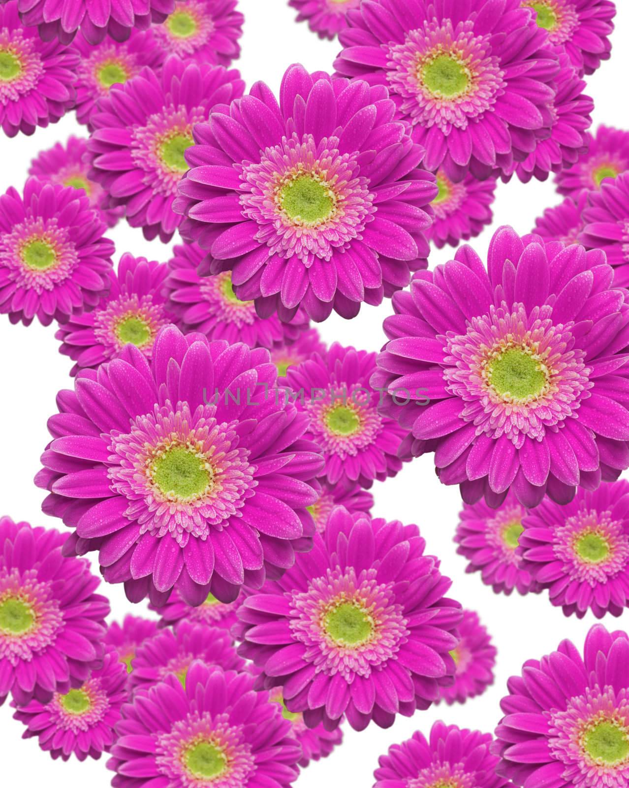 Falling Magenta Gerber Daisies by Feverpitched