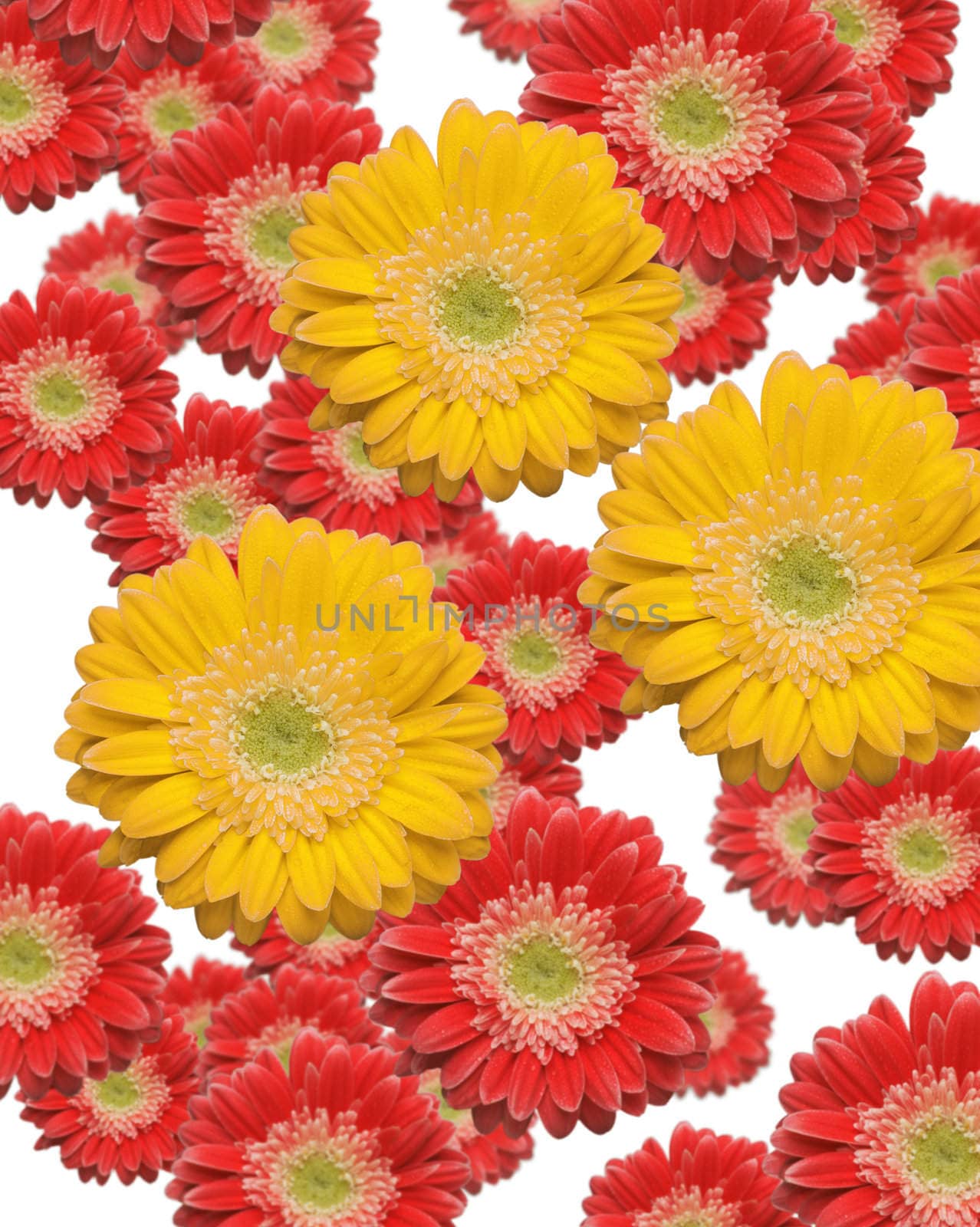 Falling Yellow and Red Gerber Daisies by Feverpitched