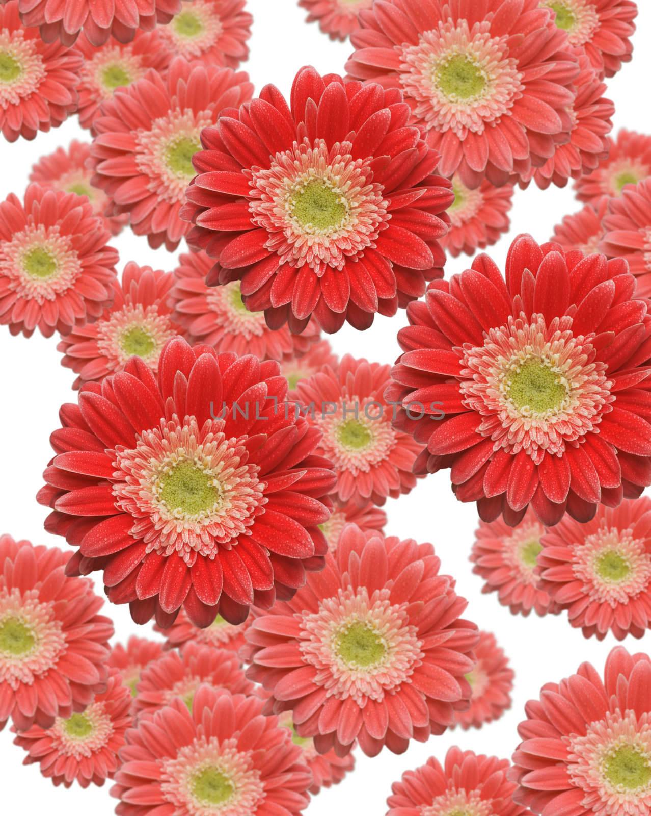 Various Sized and Depth of Falling Red and Pink Gerber Daisies.