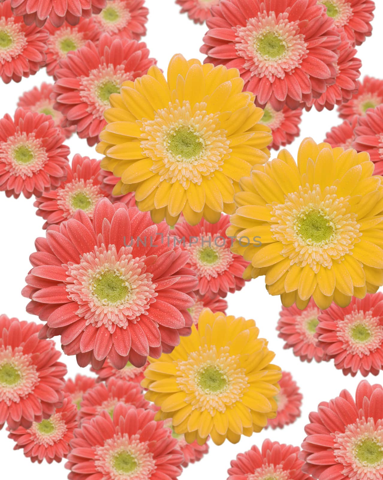 Falling Pink and Yellow Gerber Daisies by Feverpitched