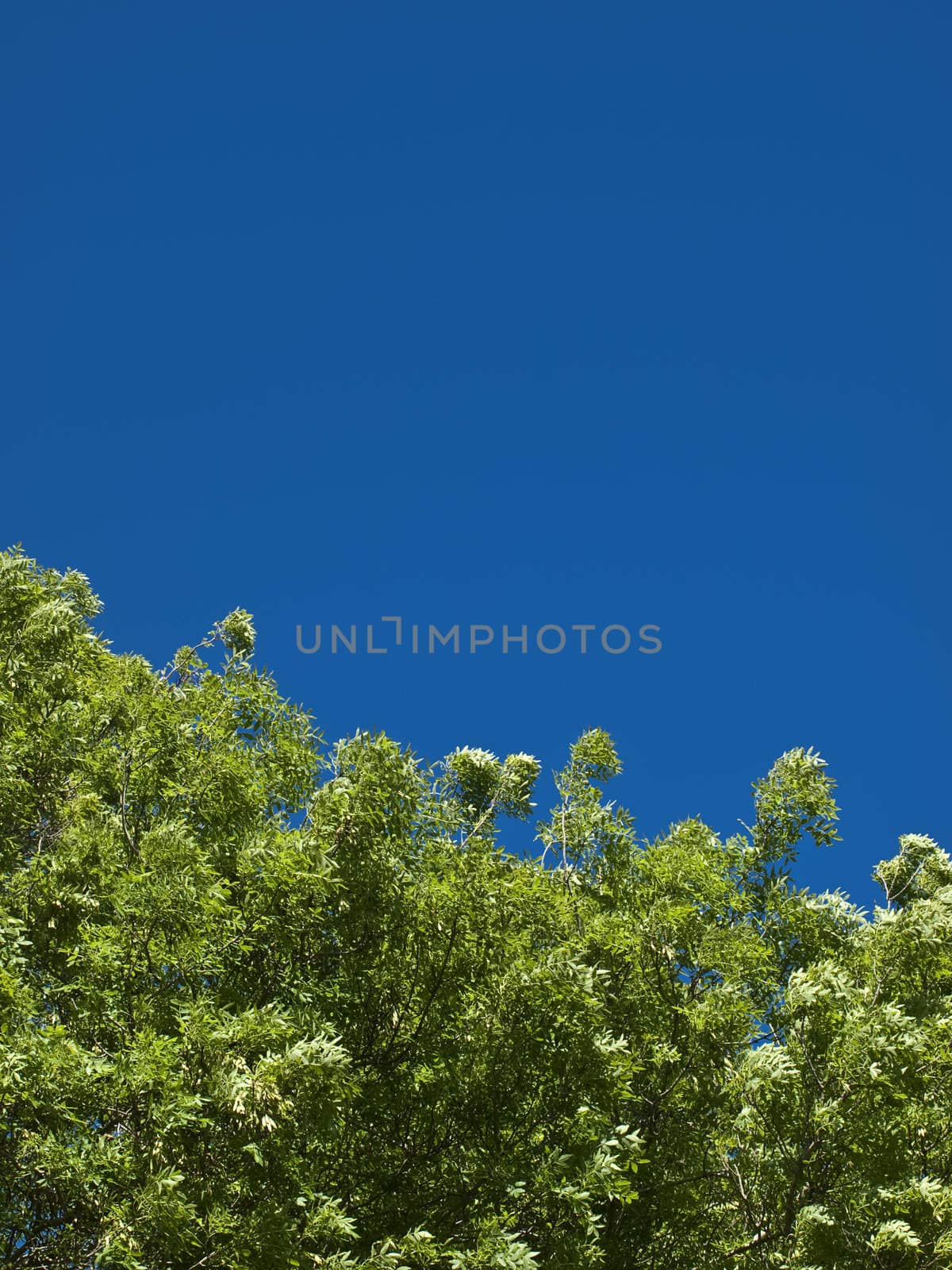 Green tree foliage over a deep blue spring sky