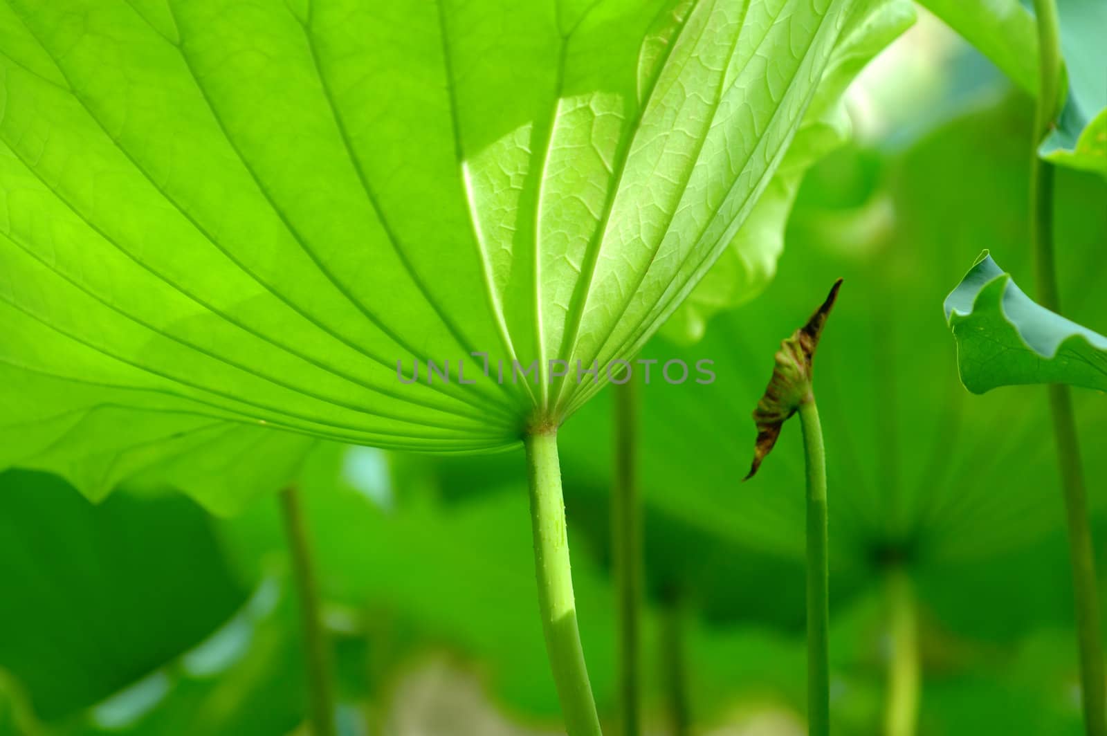 The texture of lotus leaves under sunshine viewing from bottom