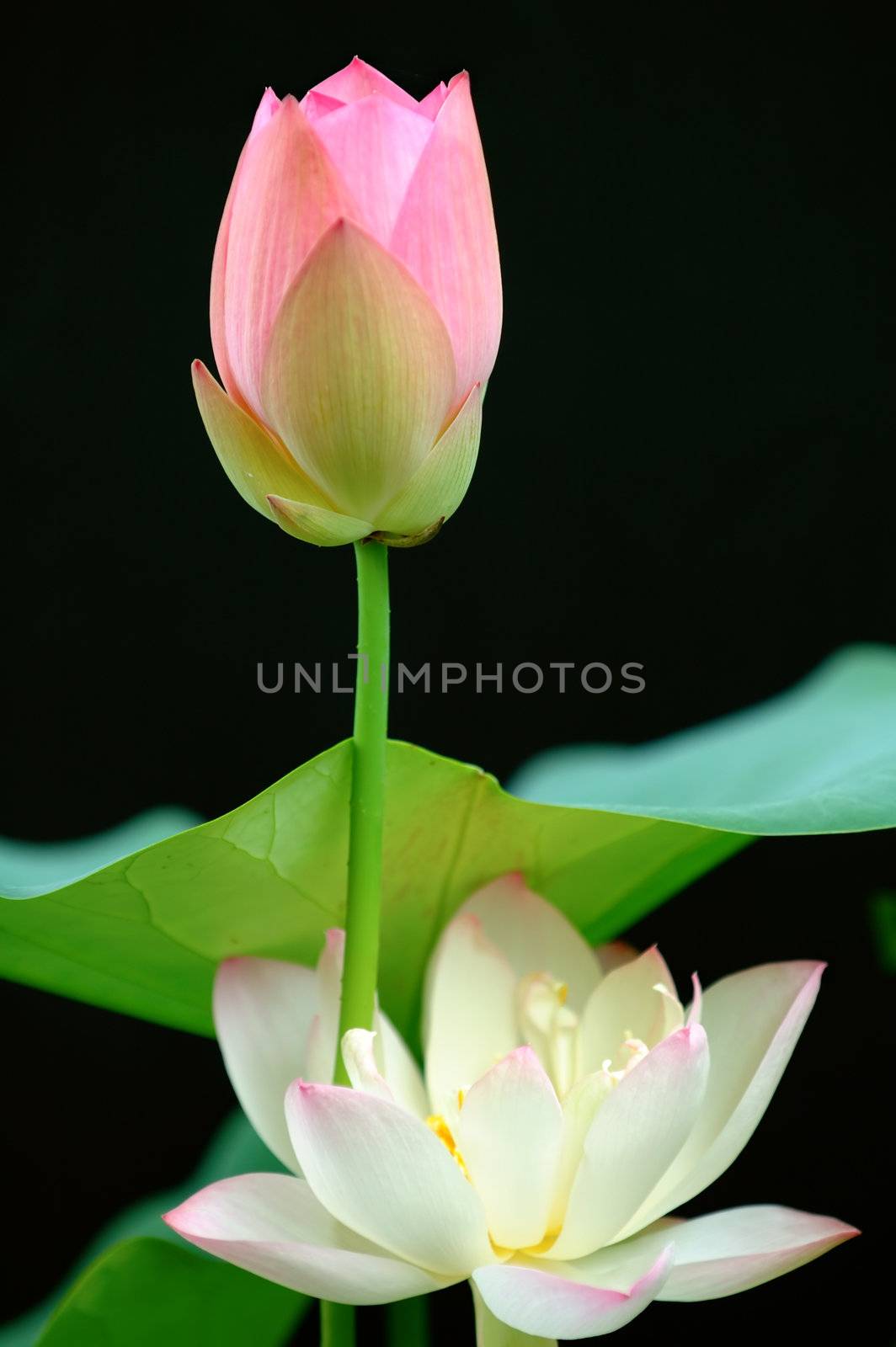 The blooming lotus flowers isolated over black