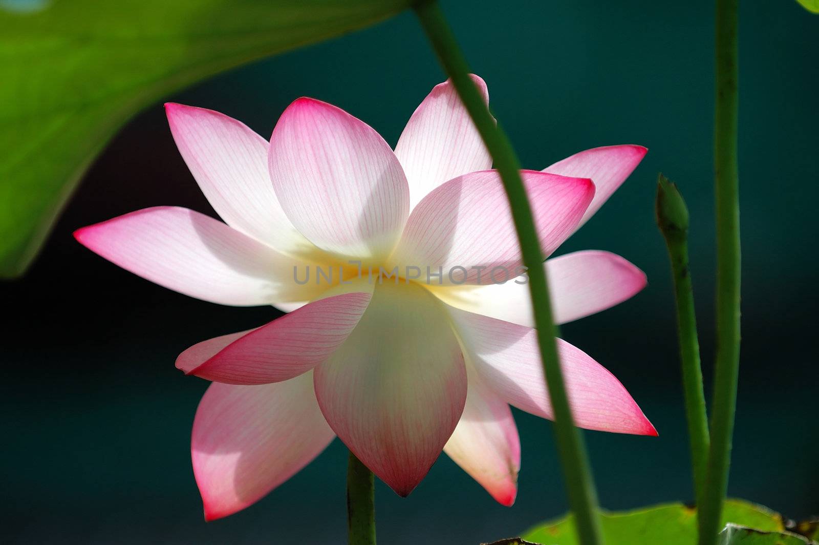 A blooming lotus flower over dark background