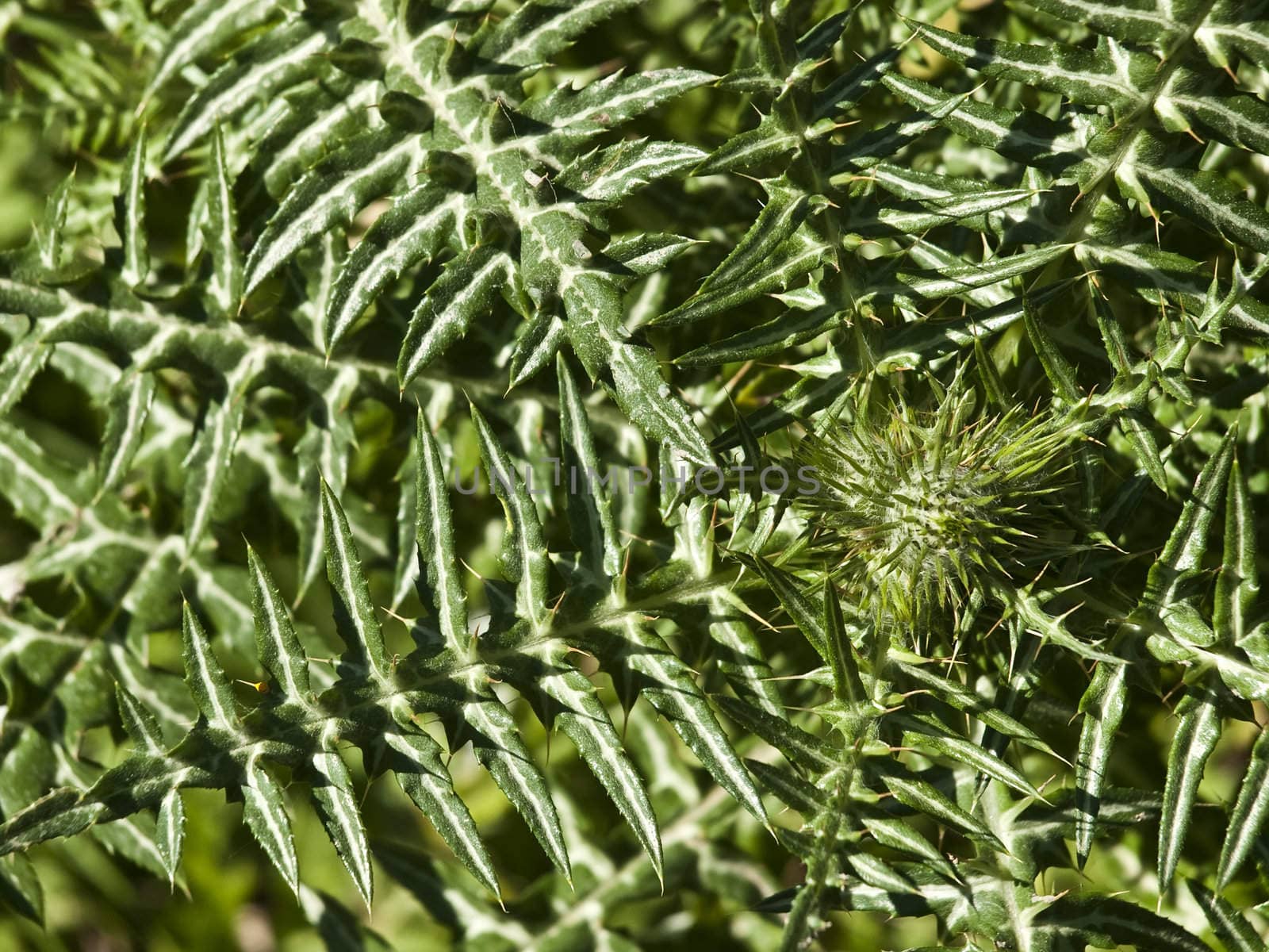 Mediterranean Thistle or Galactites Tormentosa is a cactus