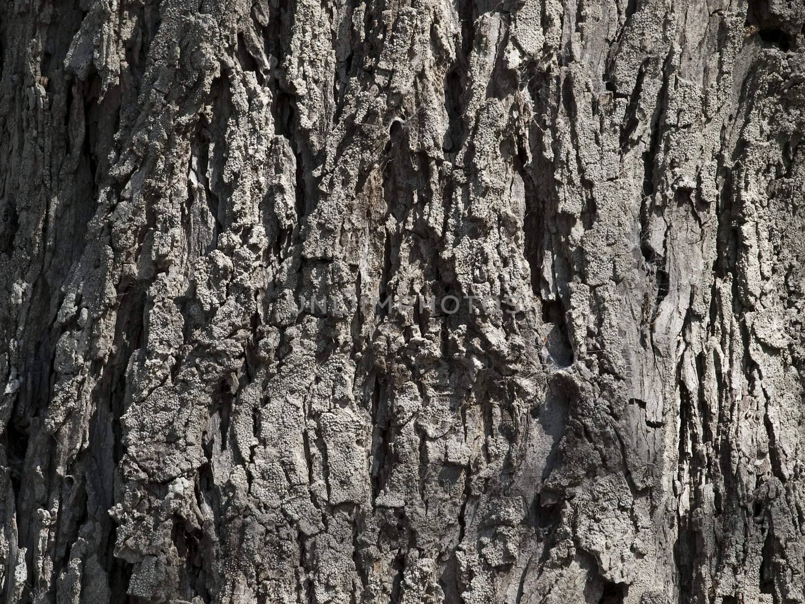 Texture and detail of an old tree bark