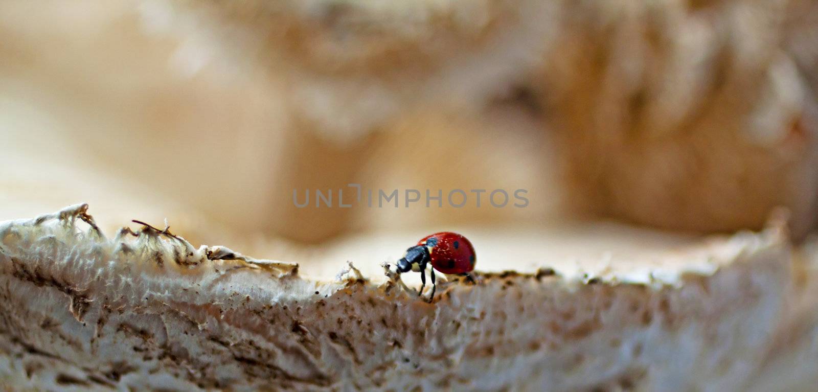 Red and black ladybug waliking on the edgeof a big mushroom