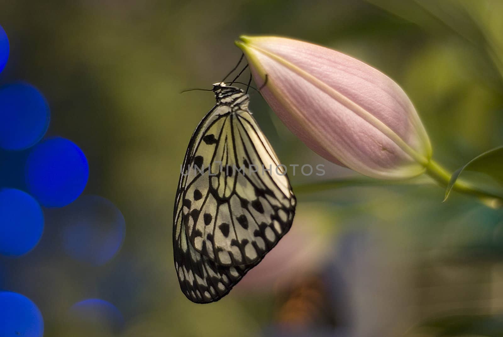 Beatiful butterfly is sitting on the button of lily