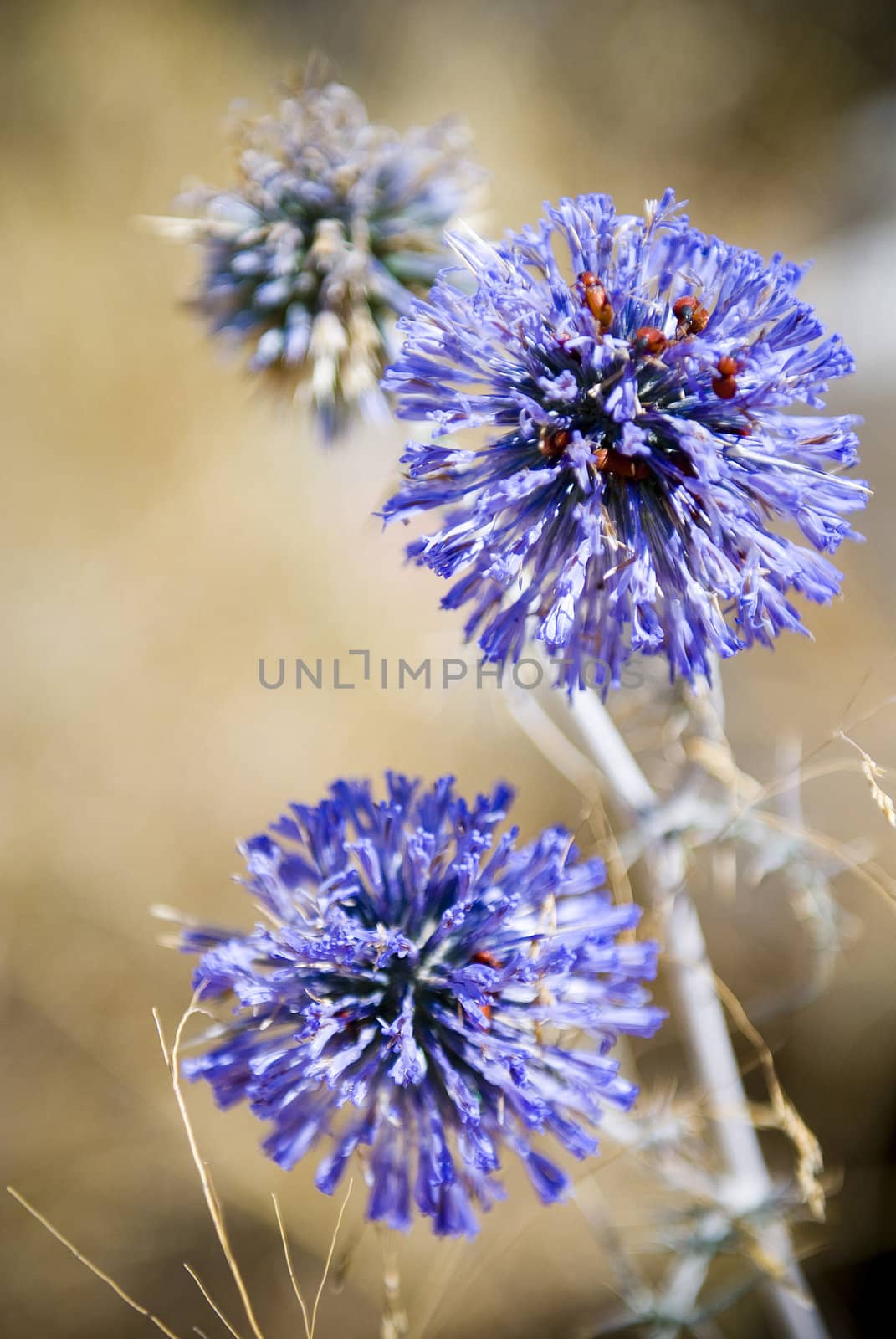 Blue globe thistle macro in desert